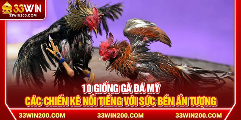 10 Giống Gà Đá Mỹ – Các Chiến Kê Nổi Tiếng Với Sức Bền Ấn Tượng